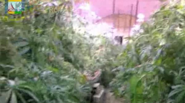imaginatie fara limite unde a descoperit politia italiana o infloritoare ferma de canabis video