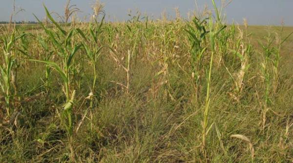 seceta a crescut preturile la cereale in sudul tarii taranii se tem ca suntem la inceputul unei crize alimentare