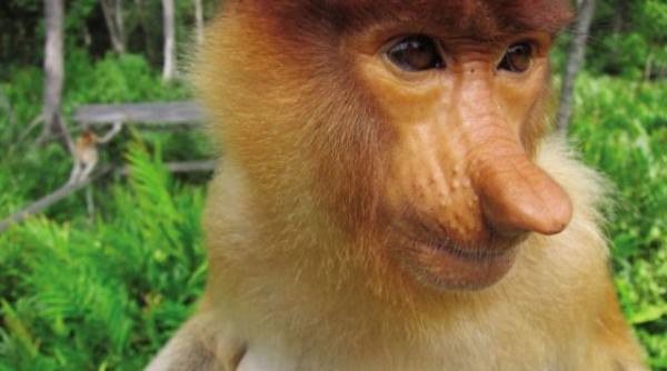 galerie foto cele mai stranii animale din lume