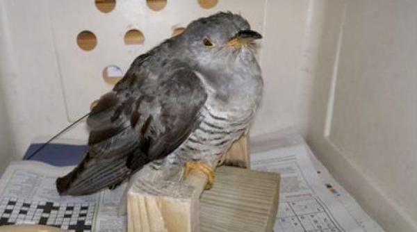 ultimul cuc ramas in marea britanie dus cu avionul in italia pentru ca nu a putut sa migreze de unul singur