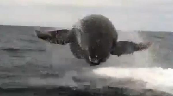 video intalnire infricosatoare cu o balena zburatoare