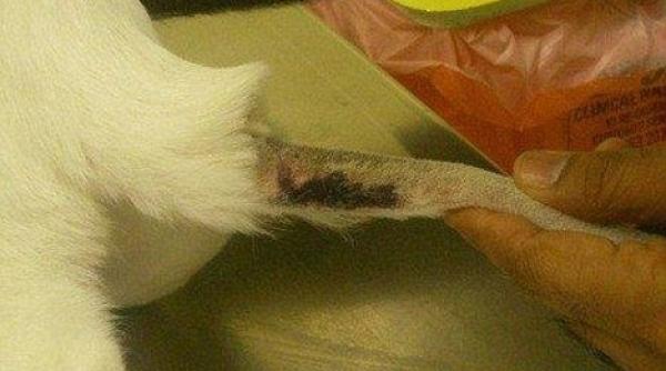 un baiat de opt ani a gatit la microunde pisica vecinului chiar sub ochii acestuia