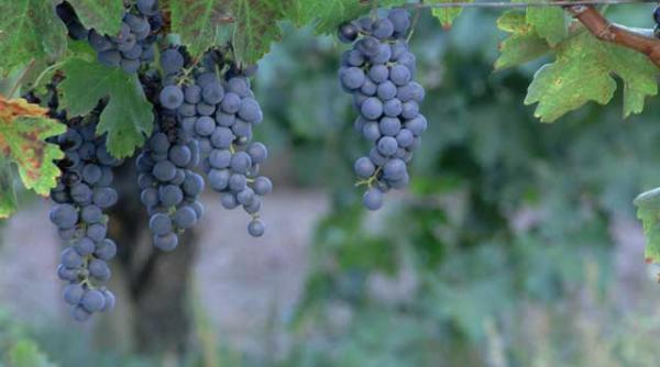 strugurii ne fac mai sprintari