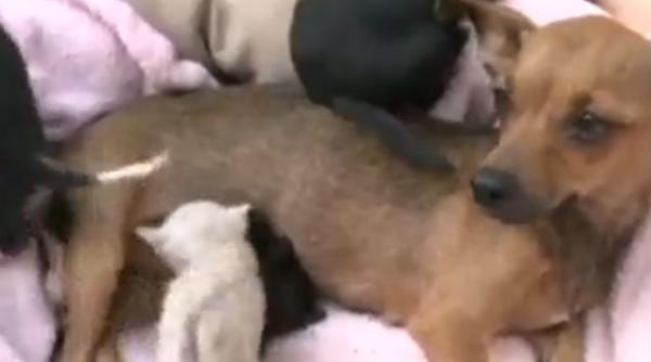 video un caine chihuahua a adoptat doi pui de pisica