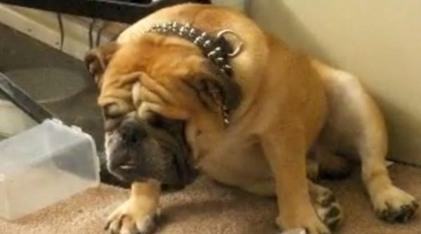 video amuzant cum se lupta un bulldog englez cu somnul