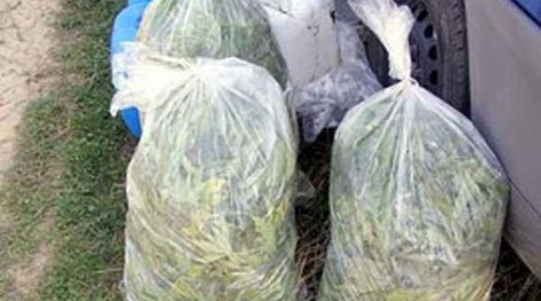 un timisorean a fost prins cu trei saci de canabis in portbagajul masinii