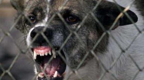 copil de un an muscat de cap de cainele familiei micutul a fost dus de urgenta la spital cu un elicopter smurd