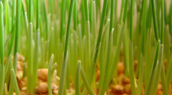 afla care este alimentul minune care poate ameliora orice afectiune