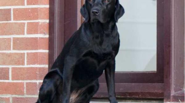 bravul labrador bella cade 40 de metri de pe o stanca si se intoarce sanatos la casa de vacanta vizitata o data in viata