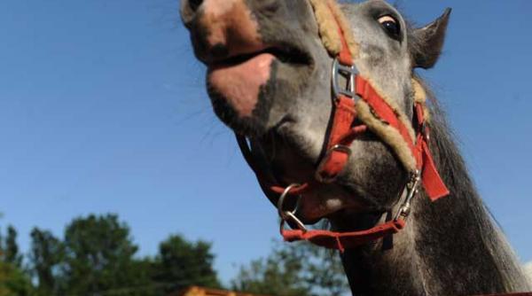 perle la bac victoria nu putea sa stea linistita pentru ca calul bator nu i oferea iubire si mangaieri