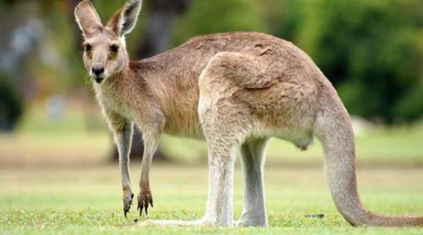 singurul cangur de la zoo ploiesti devorat de maidanezi perechea animalului a murit recent dupa ce a fost muscat de sobolani
