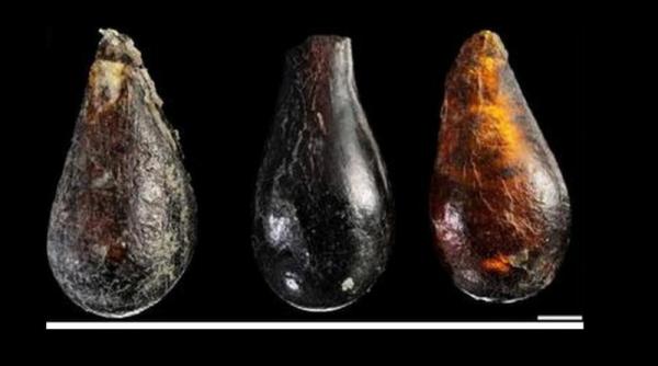 o musculita si doi acarieni vechi de 230 de milioane de ani descoperiti in chihlimbar