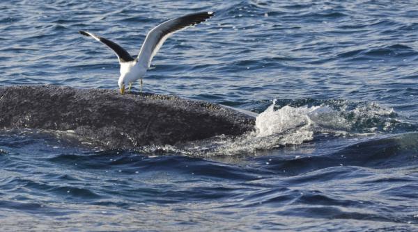 nu e gluma pescarusii mananca balene de vii video