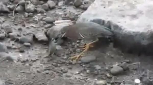 video fabulos un pasaroi pescuieste momind pestii cu o bucatica de paine