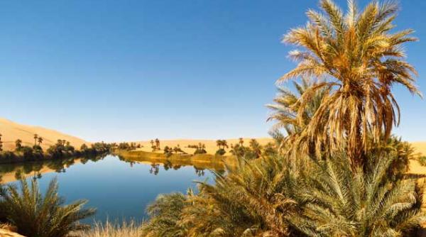 curmalele esenta de viata