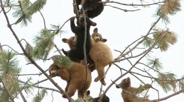 foto 11 ursuleti s au catarat intr un copac