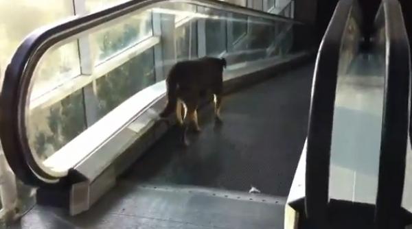 razi cu lacrimi un caine de rasa se uita stupefiat la un maidanez care merge pe scara rulanta in sens invers