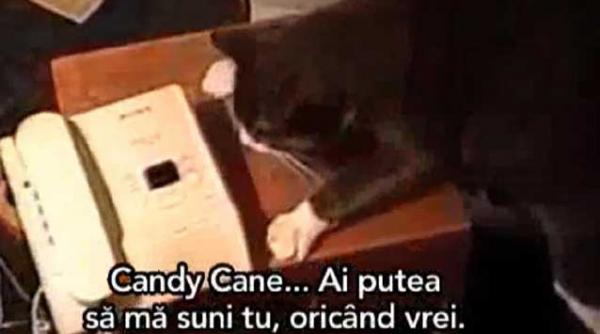 cea mai desteapta pisica a vrut sa demonstreze ca isi va gasi stapanul chiar daca nu il vede video