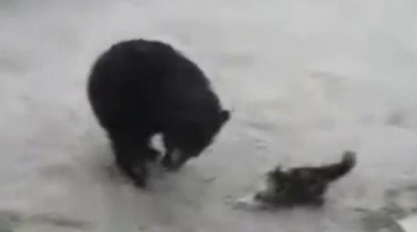video n ai cum sa crezi pana nu vezi asta o pisica nervoasa bate un urs infometat