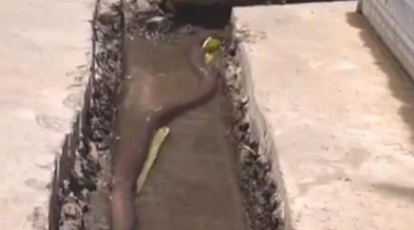 video vierme urias descoperit in china