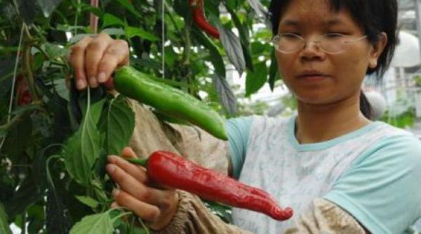 chinezii vor manca legume spatiale semintele au fost dezvoltate de cercetatori in spatiul extraterestru