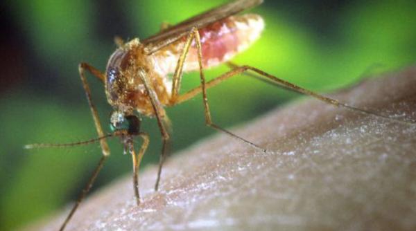 virusul west nile a ucis trei persoane in serbia