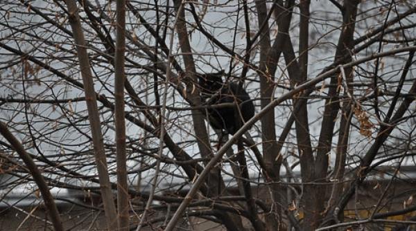 alerta langa resedinta ambasadorului sua doua benzi de circulatie au fost inchise video