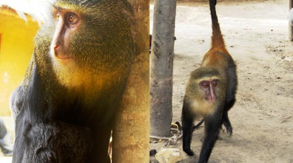 a fost descoperita o noua specie de maimuta