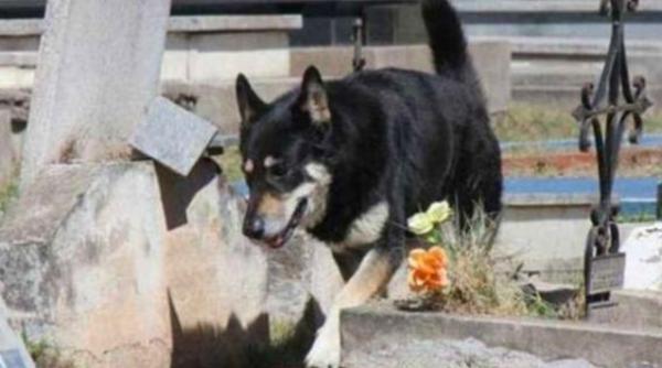 cel mai credincios caine din lume vezi impresionanta poveste a lui capitan