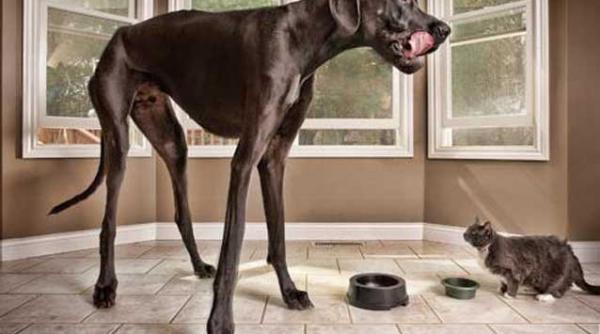 cele mai trasnite recorduri guiness book din acest an