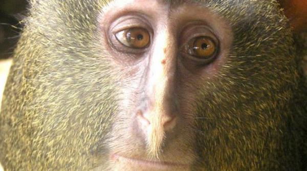 lesula noua specie de maimute descoperita in congo
