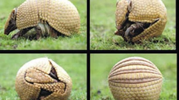 mascota mondialului brazilian va fi un animal pe cale de disparitie