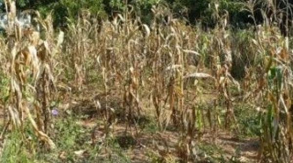 pierderile din agricultura se ridica in 2012 la 2 5 3 miliarde de euro