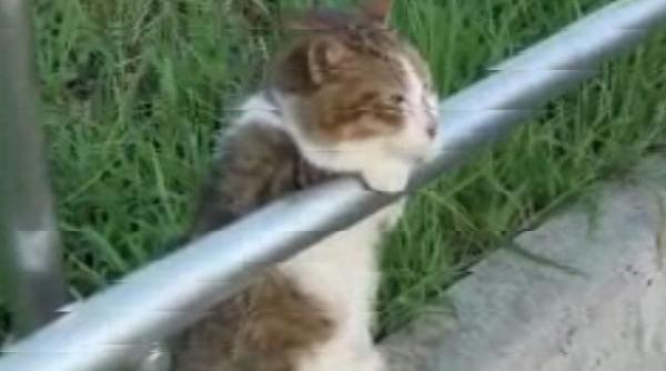 video cum mediteaza o pisica intr un parc