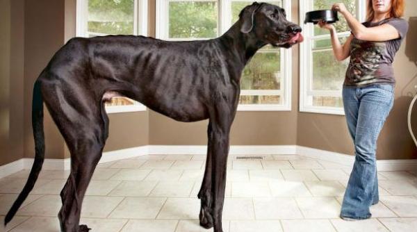 vezi cum arata cel mai inalt caine din lume copiii il confunda pe zeus cu un cal galerie foto