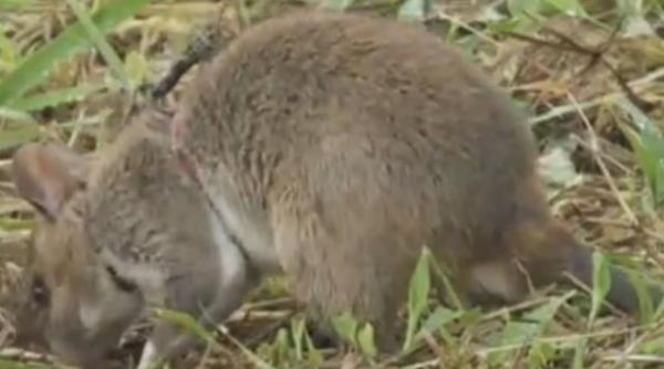 video sobolanii africani uriasi cu buzunare detecteaza mine si descopera tuberculoza
