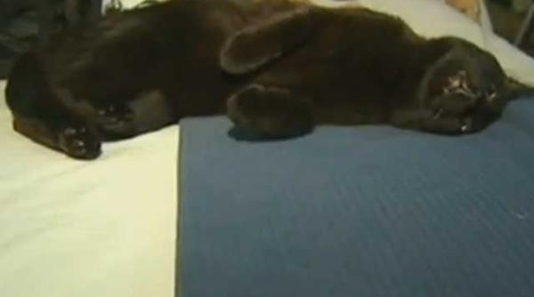 video o pisica a calatorit clandestin peste 10 ore la bordul unui avion