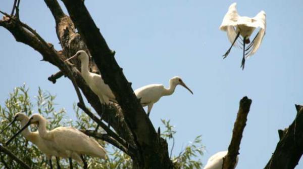 anat vrea sa atraga turistii israelieni in delta dunarii