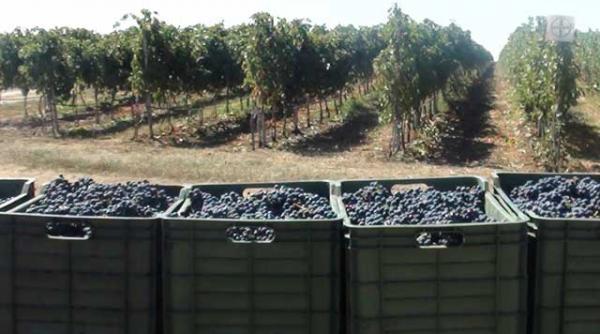 seceta va scumpi vinul