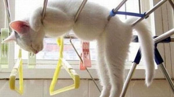 galerie foto pisicile dorm oriunde in pozitii ciudate