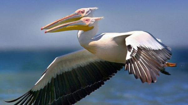 un pelican cu doua capete in delta dunarii
