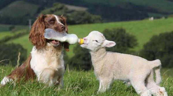 faceti cunostinta cu un springer catelusa care hraneste mielusei orfani cu o sticla cu lapte