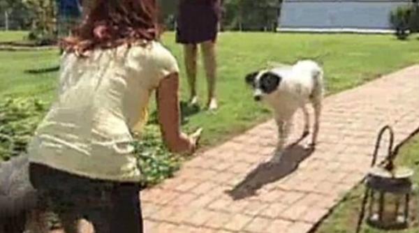 moment emotionant o familie si a regasit cainele dupa aproape patru ani video