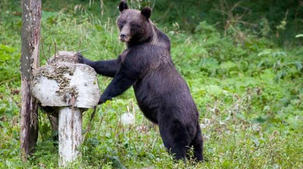 razbunarea labei de urs de la aeroportul otopeni