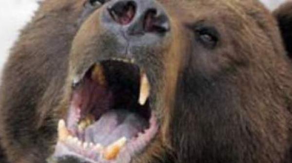 seful politiei dambovita ursul ucigas este foarte periculos pentru ca este ranit