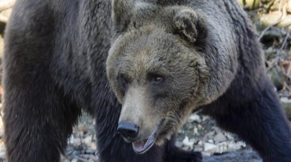 un barbat a fost sfasiat de urs in judetul dambovita este a patra persoana atacata in ultima saptamana