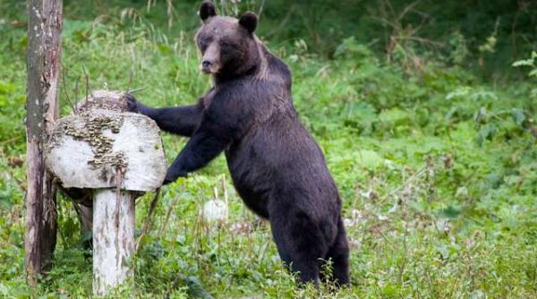 ursule preda te politia te cauta cu cainii