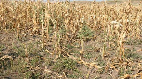 un europarlamentar roman propune ca fermierilor batrani sa li se acorde subventii daca vand terenurile fermierilor tineri