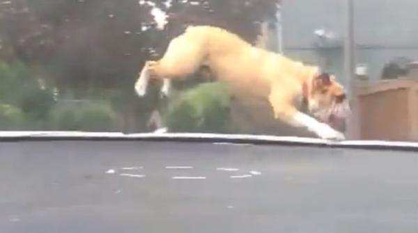 video aproape 500 000 de persoane s au uitat la un buldog cum se distreaza pe o trambulina