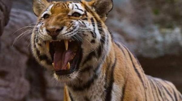 un bolnav psihic s a aruncat in cusca tigrilor la o gradina zoologica din bronx